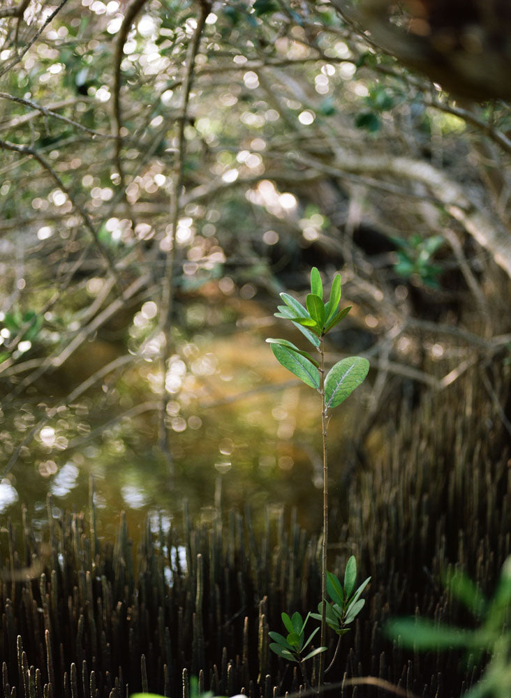 Kodak Portra 160 120 5 Pack