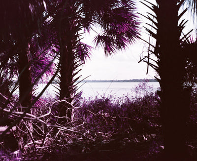 Lomography LomoChrome Purple Pétillant Edition ISO 100-400 120 Roll