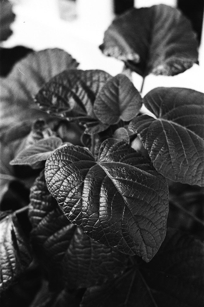 Lucky SHD 400 B&W 120 Roll