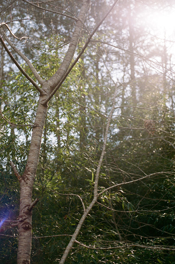 Kodak Portra 400 Film | 35mm | 5 Pack | Reformed Film Lab