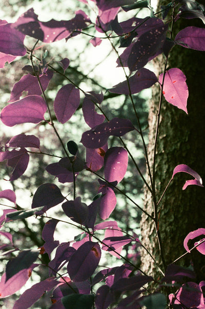 Lomography LomoChrome Purple Pétillant Edition ISO 100-400 35mm Roll