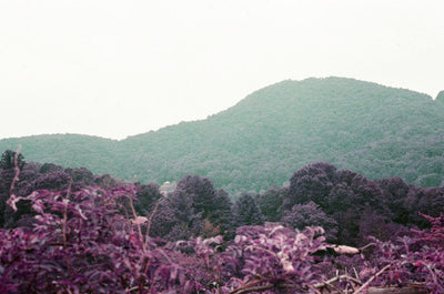 Lomography LomoChrome Purple Pétillant Edition ISO 100-400 35mm Roll