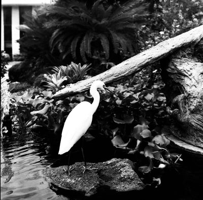 Rollei Superpan 200 B&W 120 Roll