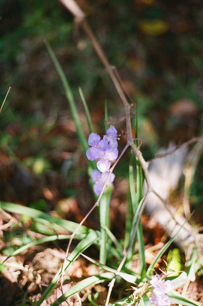 Flic Film Aurora 400 35mm 36 Exposure Roll